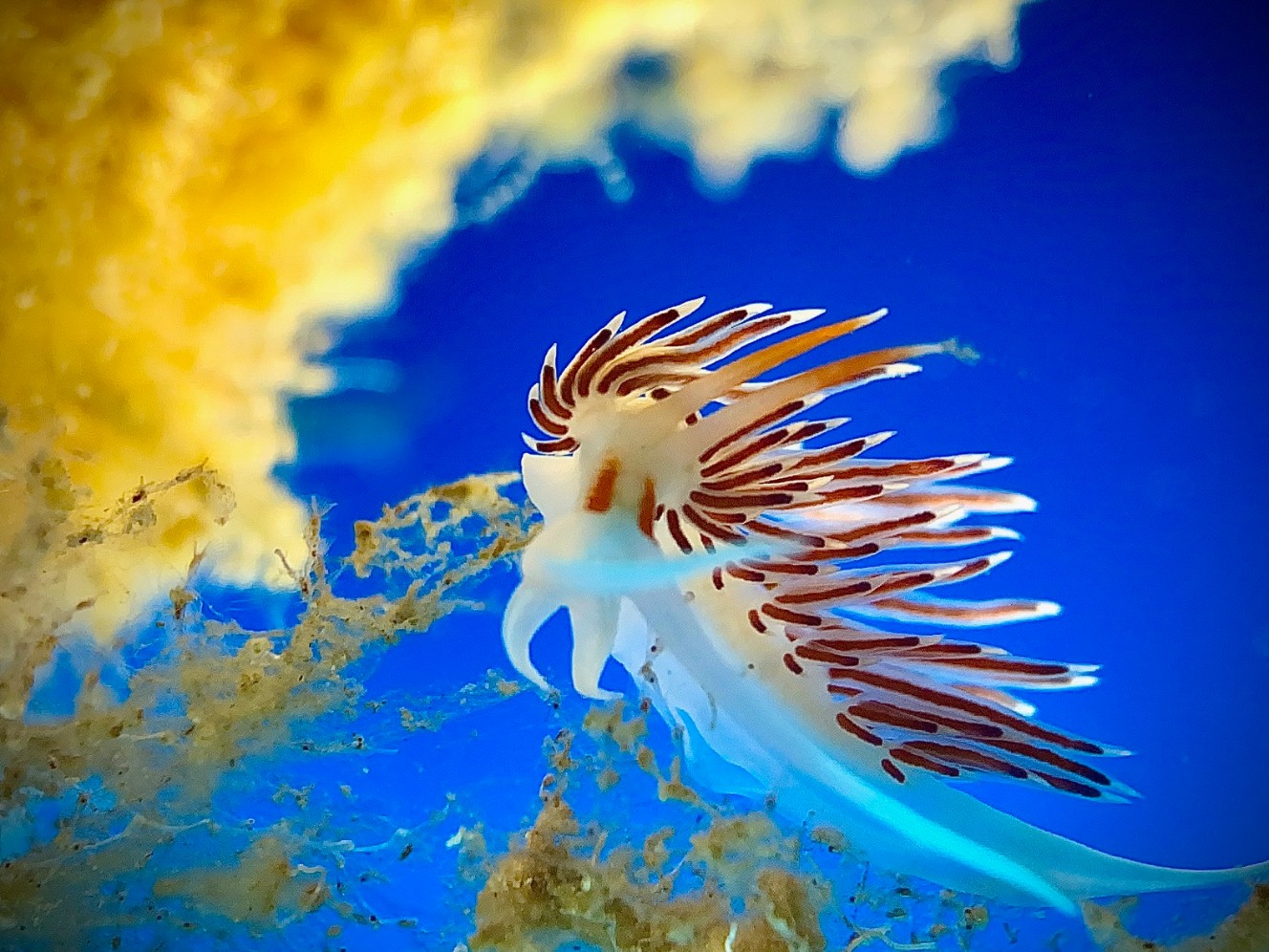 GoDive Mykonos Diving Center – Photo 5