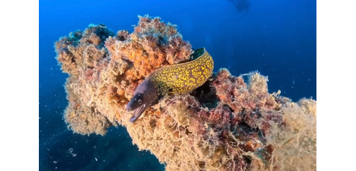 Mangamar Dive Center – Photo 5