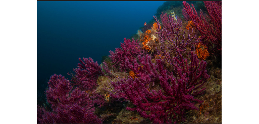 Mangamar Dive Center – Photo 1