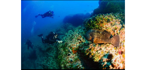 Mangamar Dive Center – Photo 4