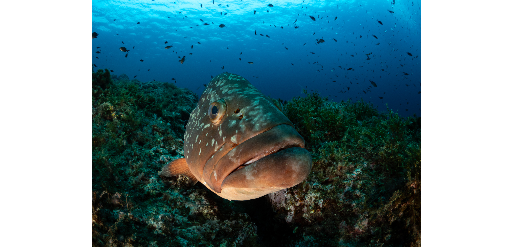 Mangamar Dive Center – Photo 3