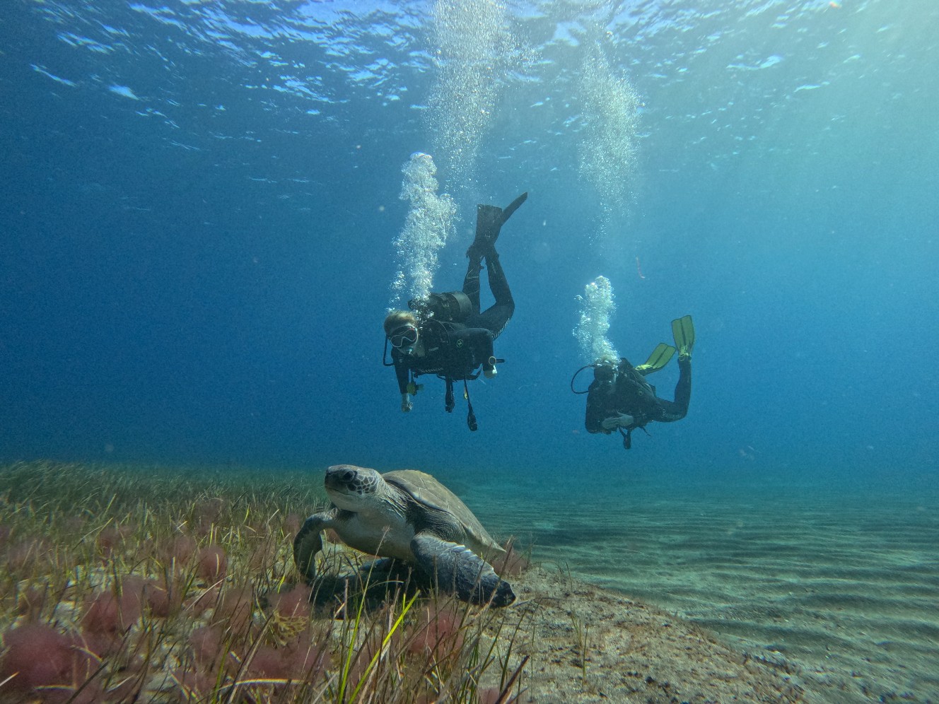 One Two Dive Tenerife – Photo 1